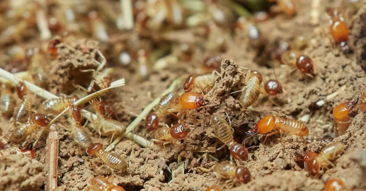 How to Find the Best and Affordable Termite and Pest Control Solutions