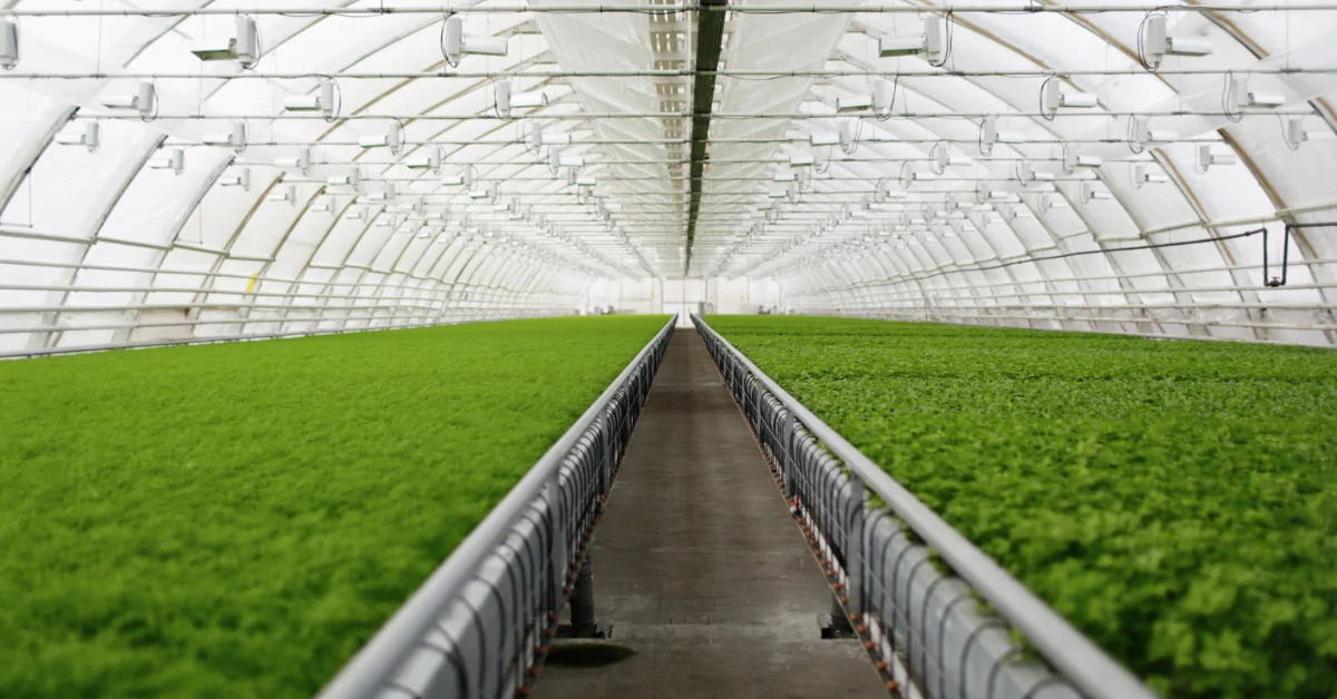 Sustainable Practices in Greenhouse Agriculture