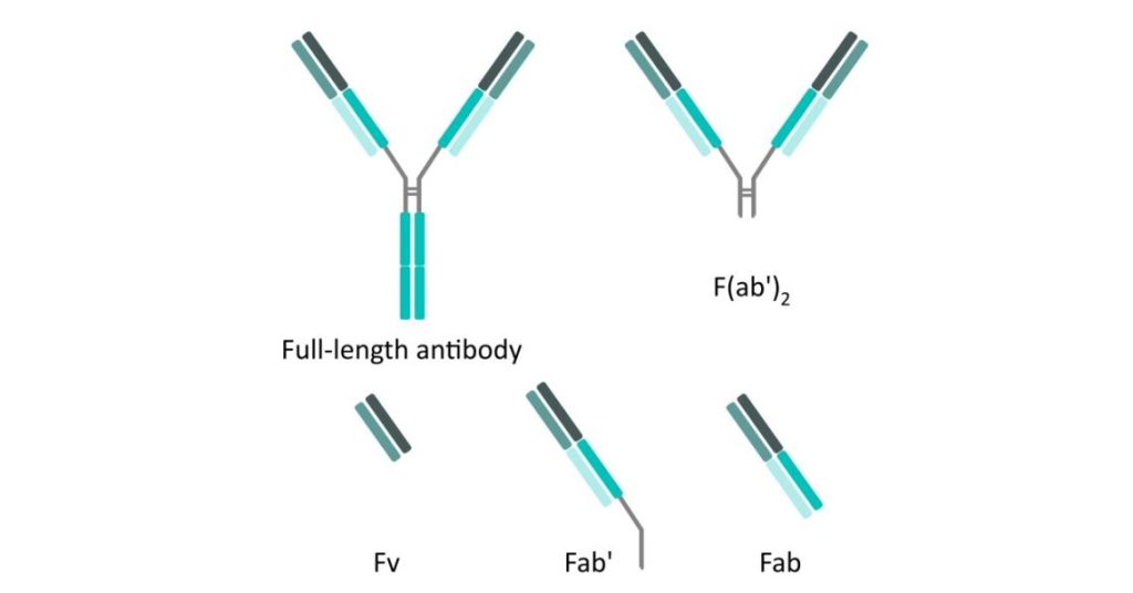 Antibody Fab