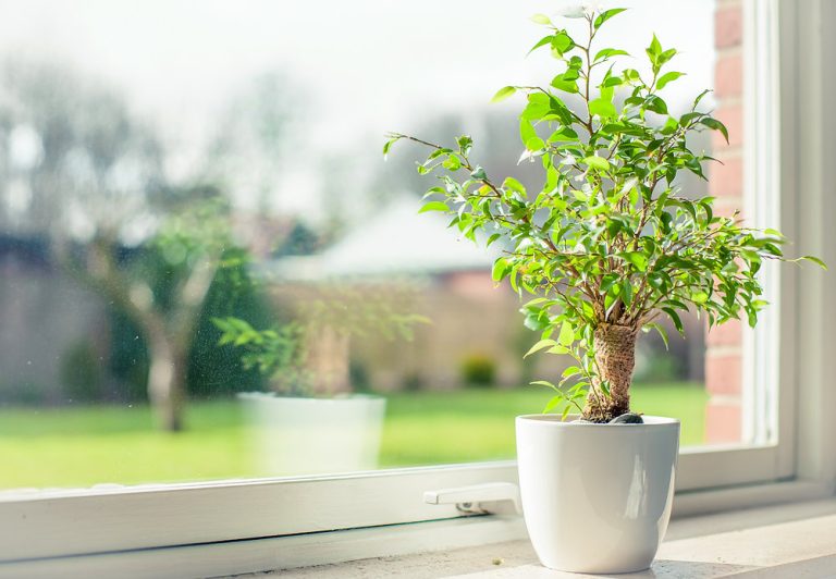 Indoor and Outdoor Plants