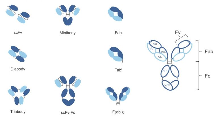 Fab Fragment Antibody