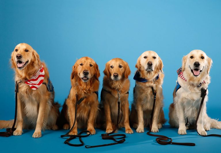 Comfort Golden Retrievers